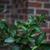 Citrus x latifolia