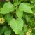 Clematis 'Moniuszko'