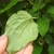 Clematis 'Moniuszko' back leaf