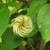 Clematis 'Moniuszko' early large flowered fruit