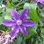 large purple flower