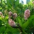 Wasps visiting spikes of pink flowers.