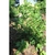 Shrub with alternate, green leaves.