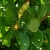 Pinnately veined, serrate leaves & spikes of green fruits