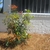 Form of a young shrub
