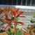 Bronzy new leaves