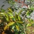 Green leaves