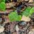 Cocculus carolinus
