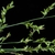 Beaked spikelets