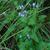 Conoclinium coelestinum
