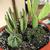 Grown in a succulent garden