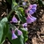 Flowers - February - Wake Co., NC
