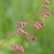 Pink stems bearing small, pink flowers with white petal lobes