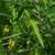 close up of leaf (summer in Moore county)