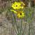 Sickle tickseed found in Pender County, NC.
