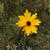 Sickle tickseed flower found in Brunswick County, NC.