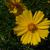 close up of flower (in summer in Moore county)
