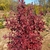Small tree with maroon fall leaf color