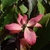 Pink flower with 7 bracts