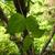 Cornus mas leaf
