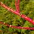 Cornus sericea red stem