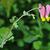 Corydalis sempervirens closeup