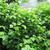 Corylus americana