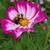 Bumblebee pollinator