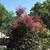 Cotinus coggyria