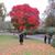 Cotinus obovatus