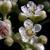 Cotoneaster lacetse