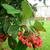 Cotoneaster lacetse