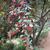 Cotoneaster lacetse