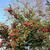 Cotoneaster lacetse