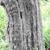 Crataegus nitida bark
