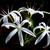 Crinum americanum