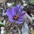 purple and white striped flower with yellow and red center