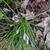Crocus