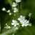 cryptotaenia japonica