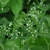 cryptotaenia japonica