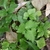 cryptotaenia japonica