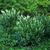 Clethra alnifolia 'Crystalina' 
