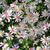 Symphyotrichum cordifolium