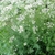 Airy foliage with umbels of tiny white flowers.