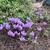 Cyclamen graecum