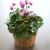 Cyclamen persicum