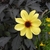 yellow single dahlia against dark reddish leaves.