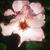Rosa 'Dainty Bess'