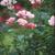 Rosa 'Dainty Bess'