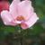 Rosa 'Dainty Bess'